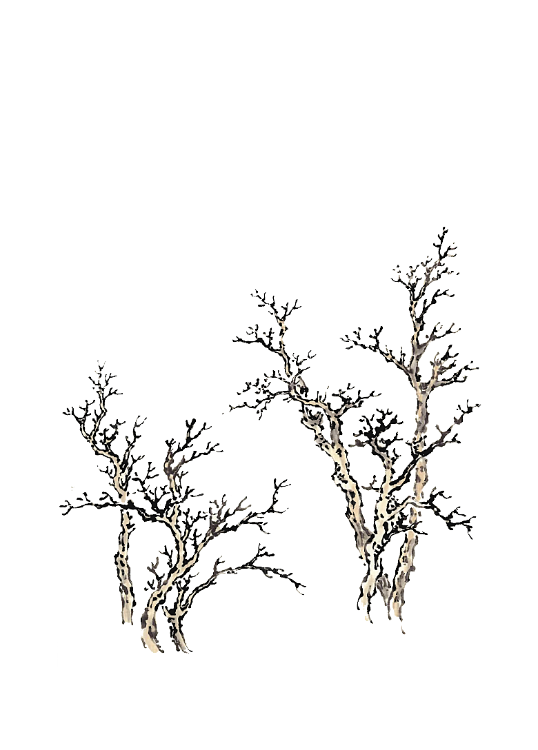 免抠植物古风树木插画元素