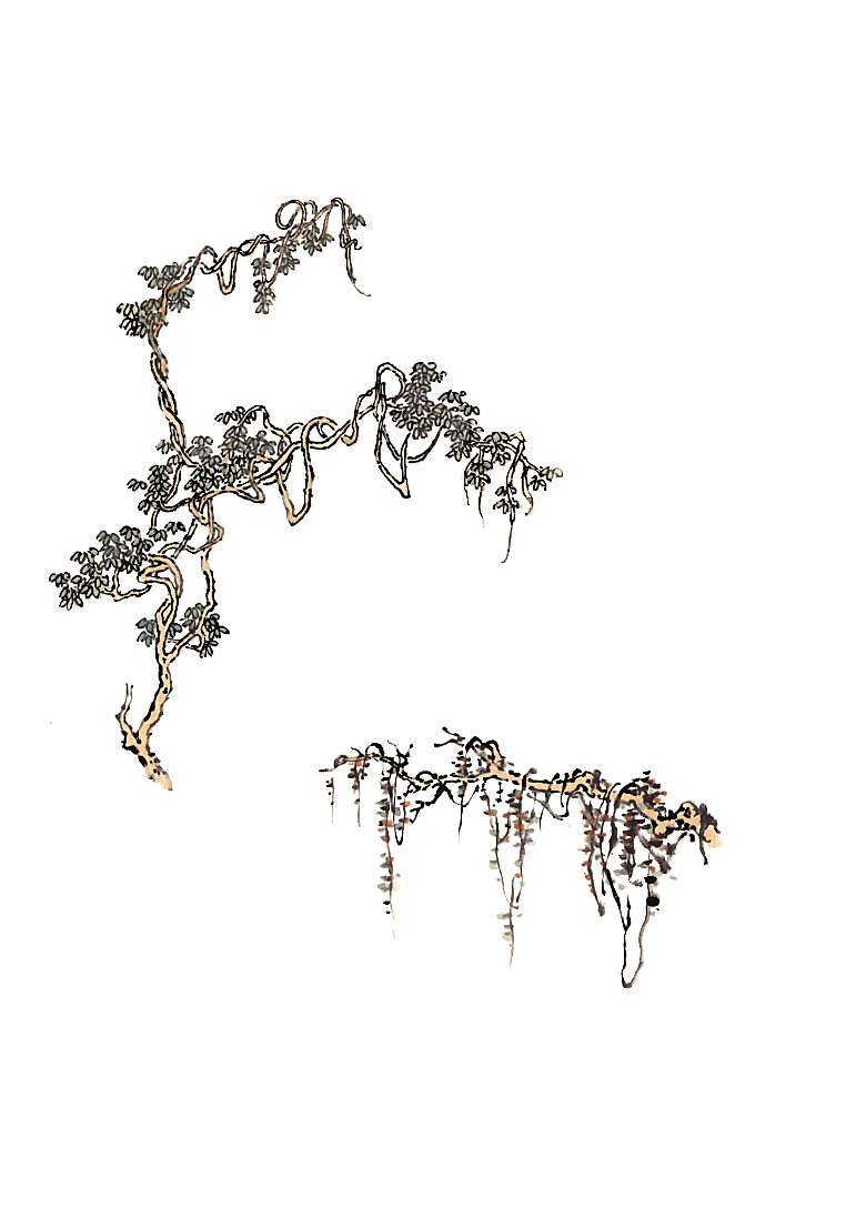 免抠植物古风树木插画元素