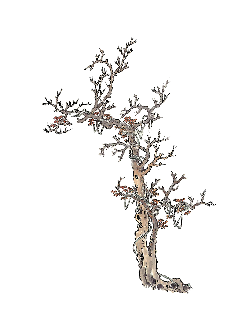 免抠植物古风树木插画元素