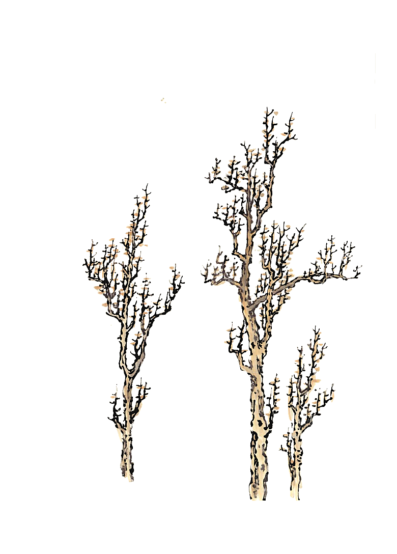 免抠植物古风树木插画元素