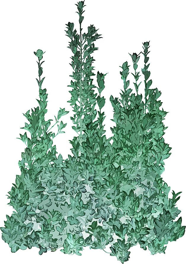免抠植物古风树木插画元素