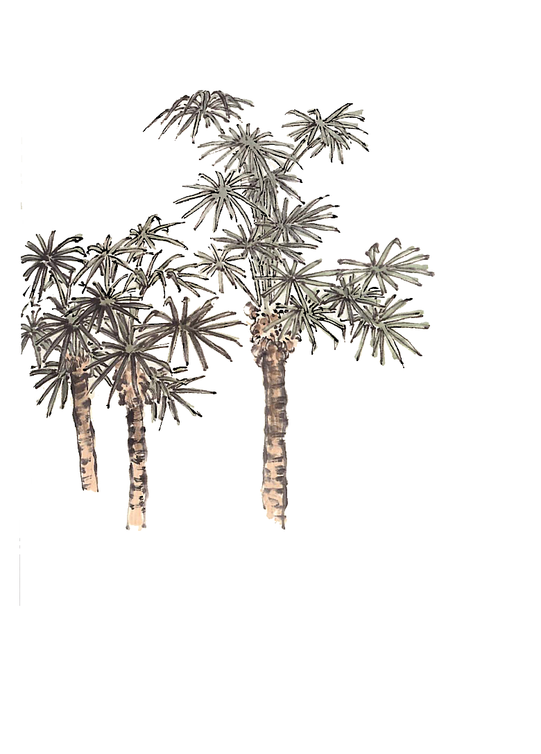 免抠植物古风树木插画元素