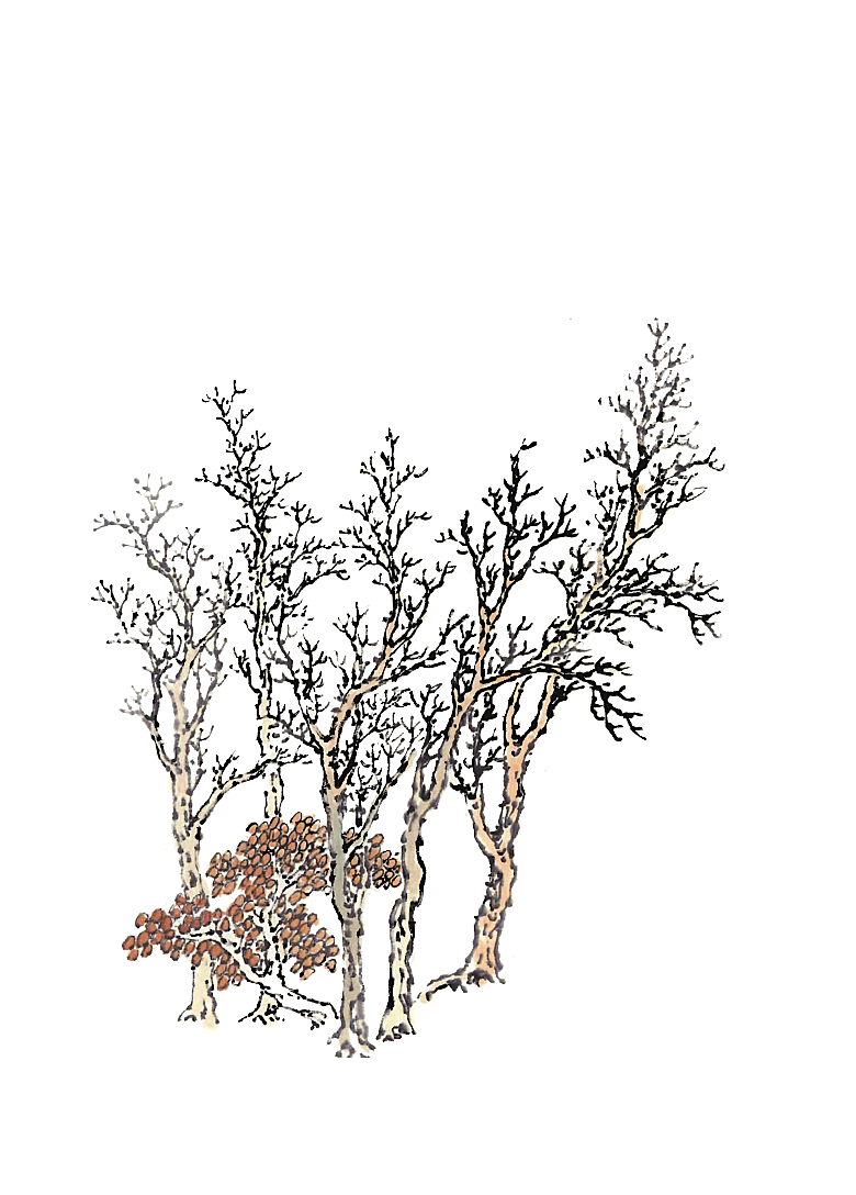 免抠植物古风树木插画元素