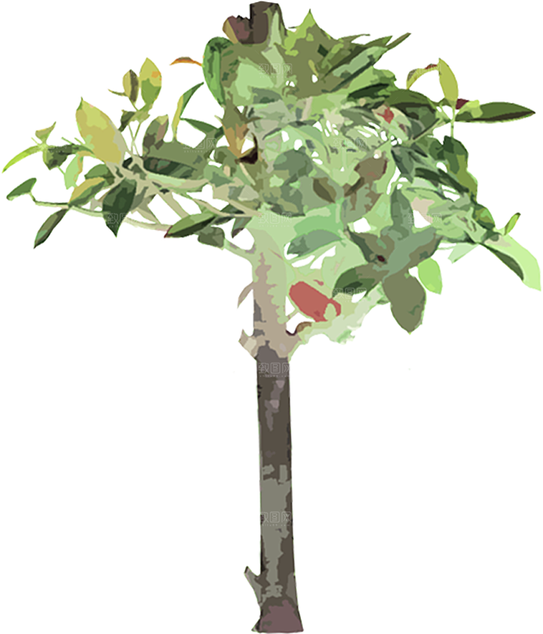 免抠植物古风树木插画元素