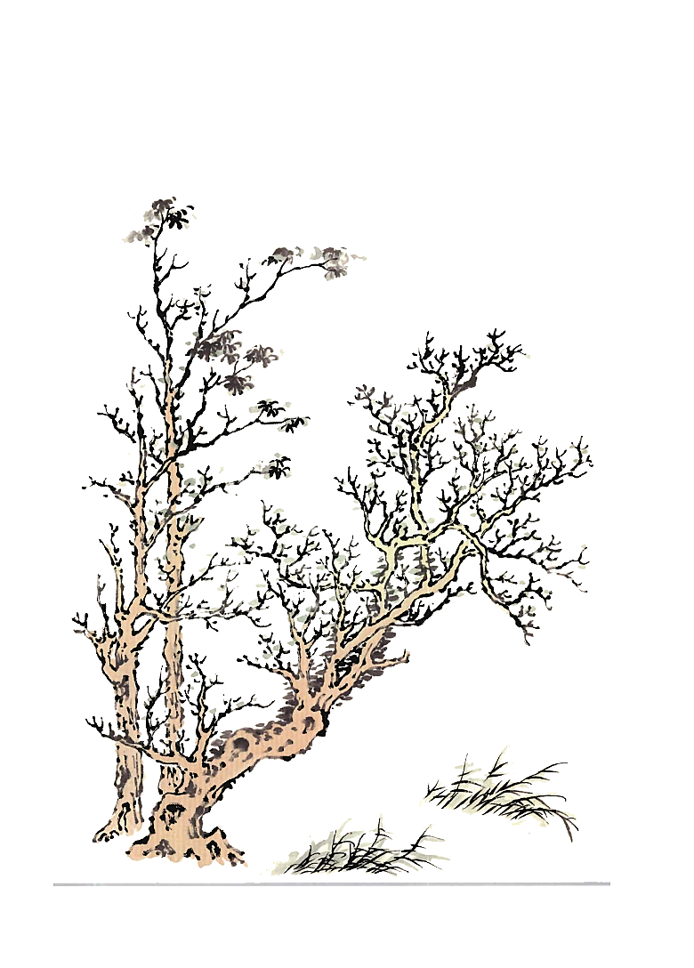 免抠植物古风树木插画元素