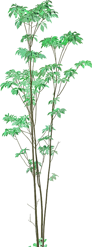 免抠植物古风树木插画元素