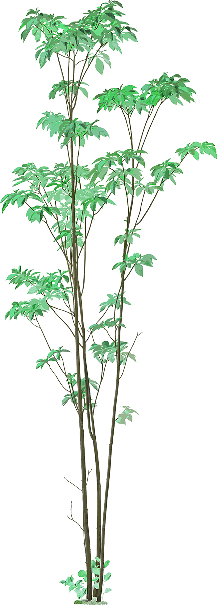 免抠植物古风树木插画元素