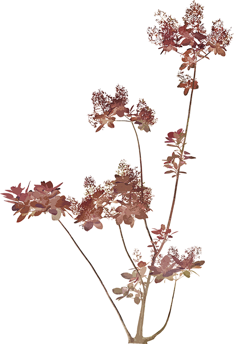 免抠植物古风树木插画元素