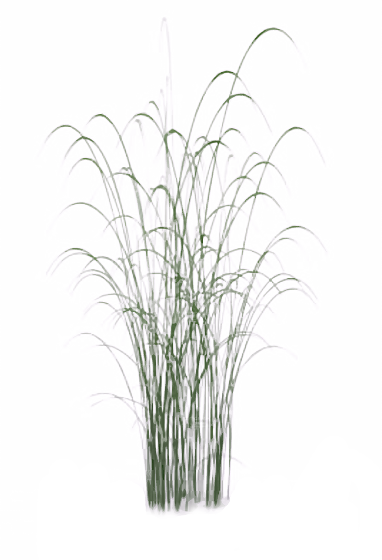 免抠植物古风树木插画元素