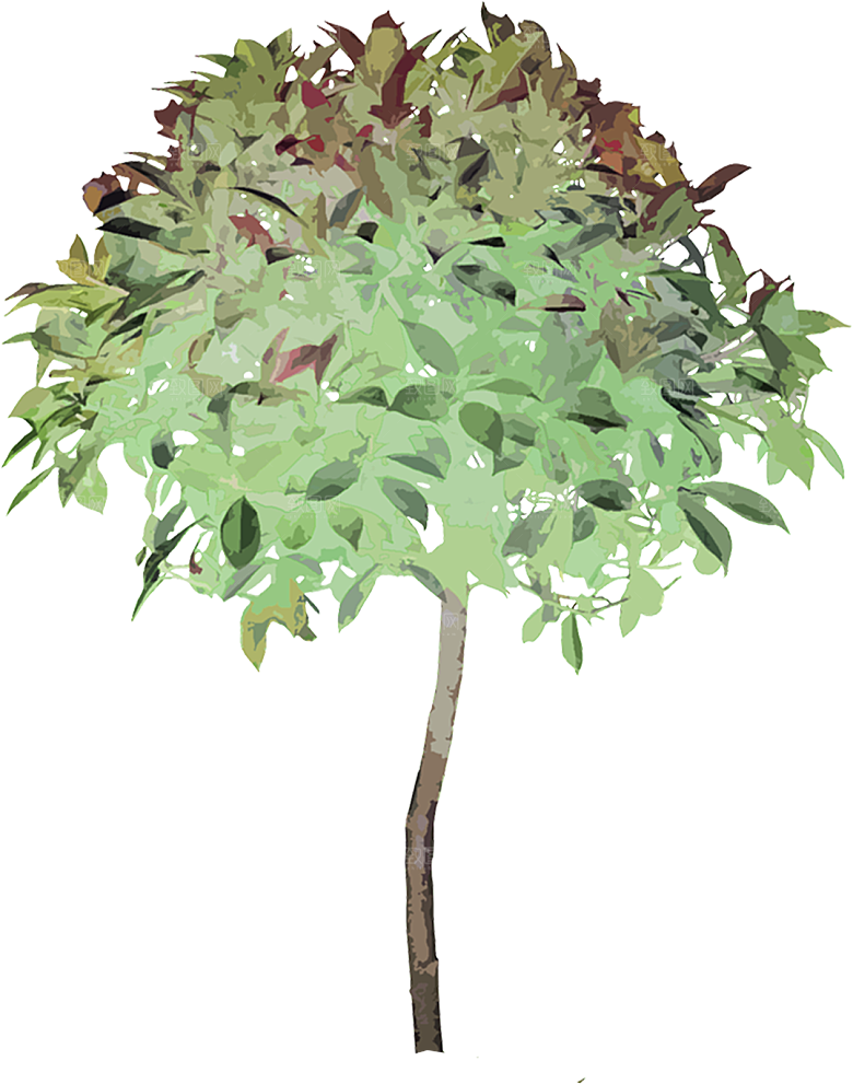 免抠植物古风树木插画元素