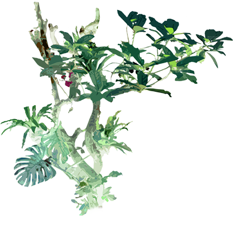 免抠植物古风树木插画元素