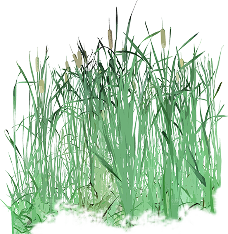 免抠植物古风树木插画元素