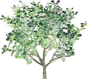 免抠植物古风树木插画元素