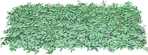 免抠植物古风树木插画元素