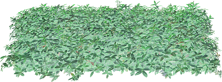 免抠植物古风树木插画元素