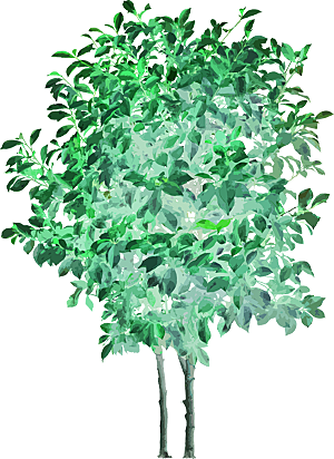免抠植物古风树木插画元素