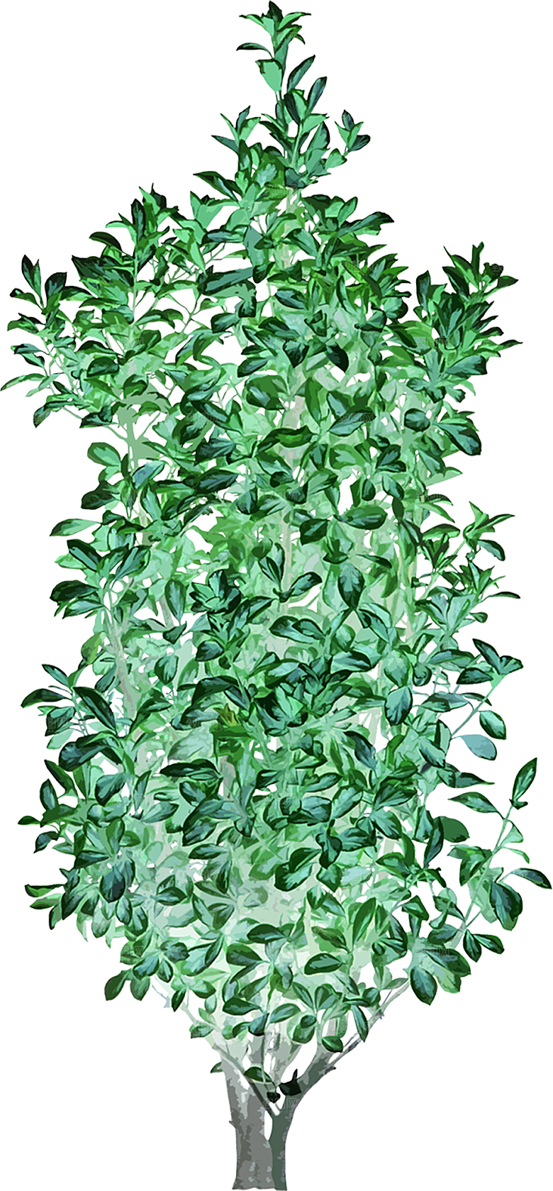 免抠植物古风树木插画元素