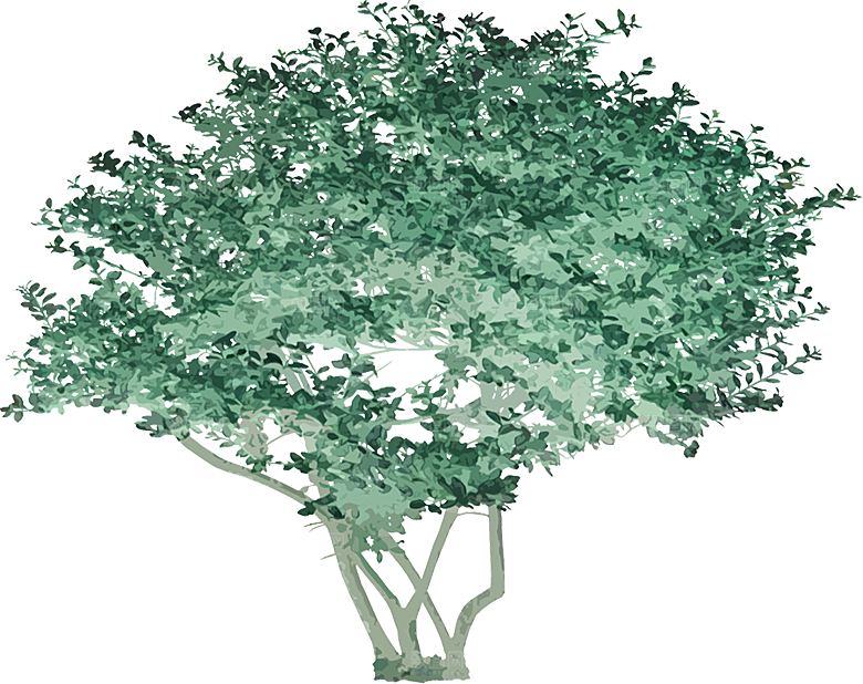 免抠植物古风树木插画元素