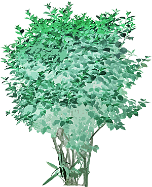 免抠植物古风树木插画元素