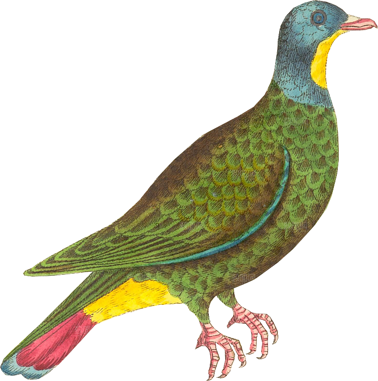 免抠元素动物插画PNG素材