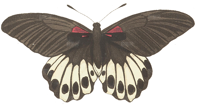 免抠元素动物插画PNG素材
