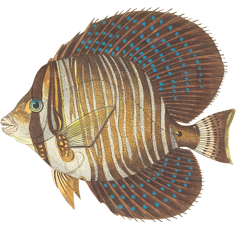 免抠元素动物插画PNG素材