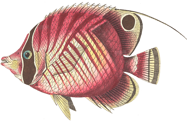 免抠元素动物插画PNG素材