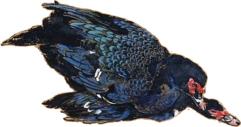 免抠元素动物插画PNG素材