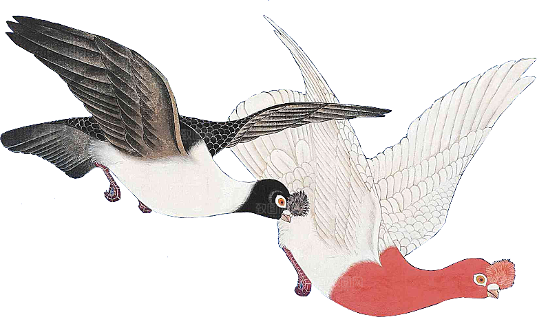 免抠元素动物插画PNG素材