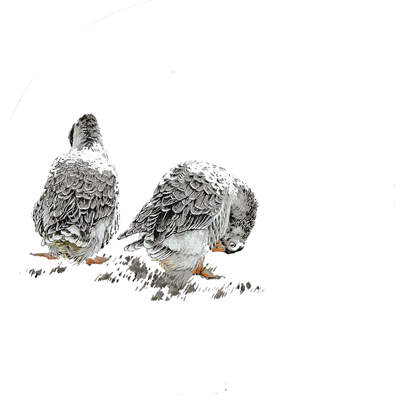 免抠元素动物插画PNG素材
