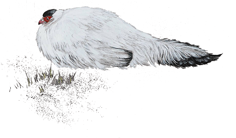 免抠元素动物插画PNG素材
