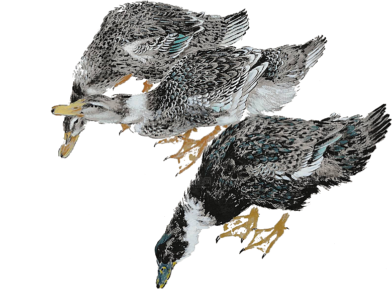 免抠元素动物插画PNG素材