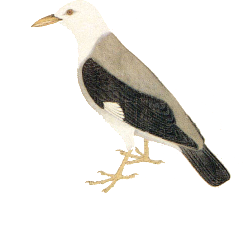免抠元素动物插画PNG素材