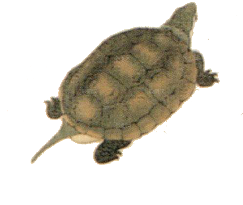 免抠元素动物插画PNG素材