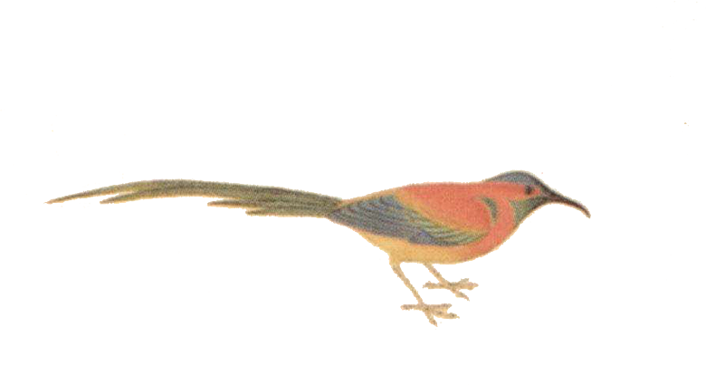 免抠元素动物插画PNG素材