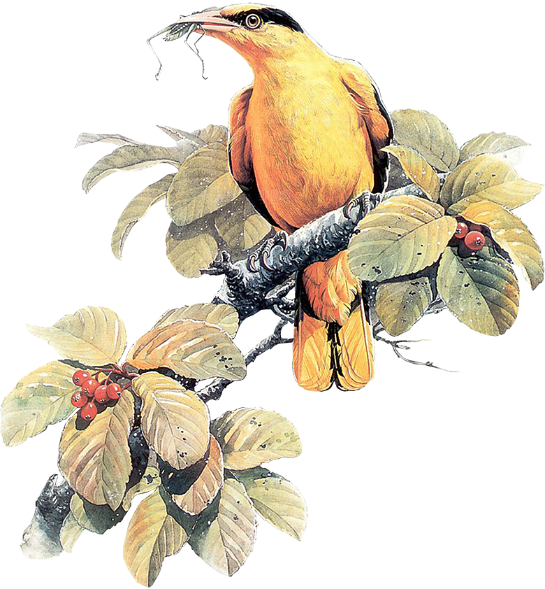 免抠元素动物插画PNG素材