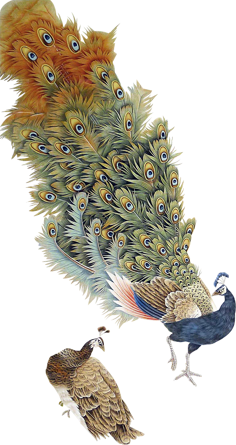 免抠元素动物插画PNG素材