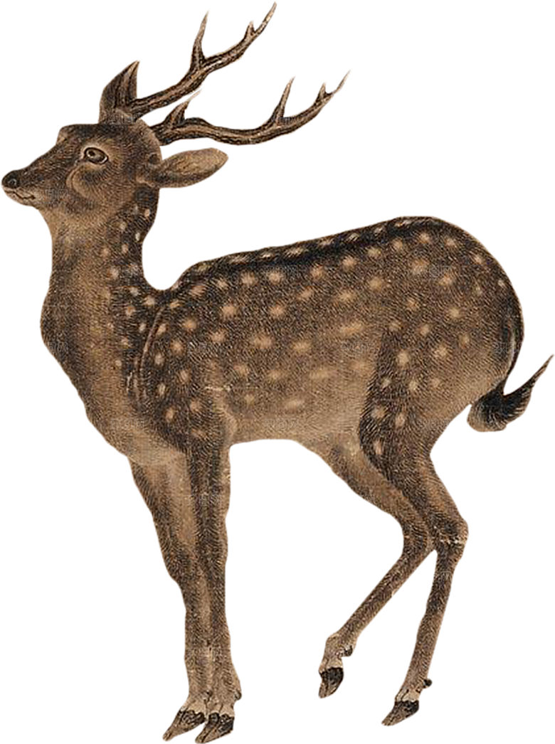 免抠元素动物插画PNG素材