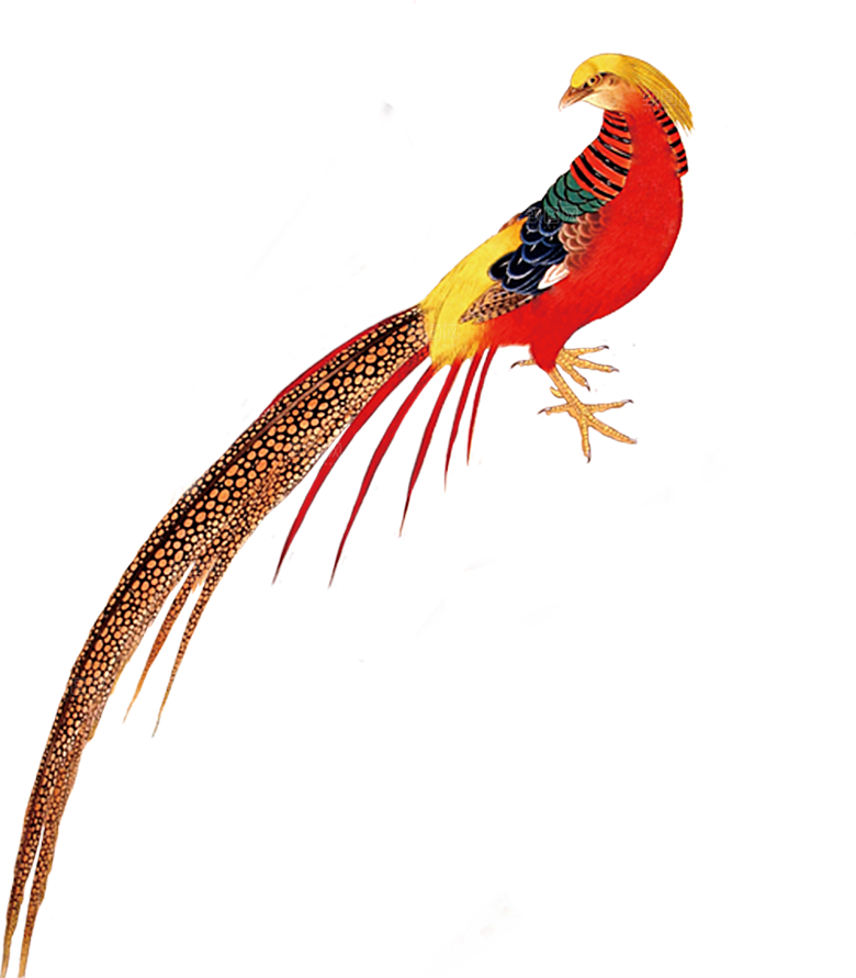 免抠元素动物插画PNG素材