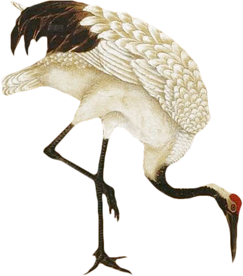 免抠元素动物插画PNG素材