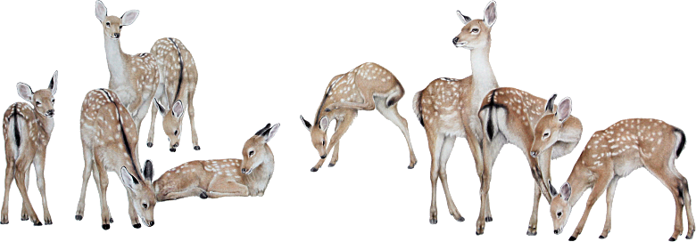 免抠元素动物插画PNG素材