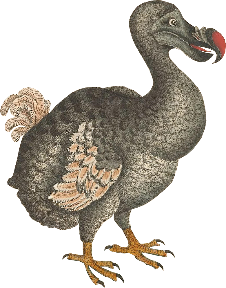 免抠元素动物插画PNG素材