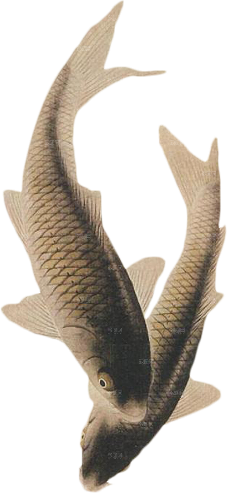 免抠元素动物插画PNG素材