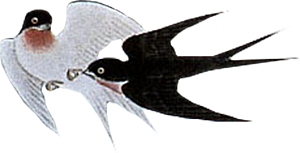 免抠元素动物插画PNG素材