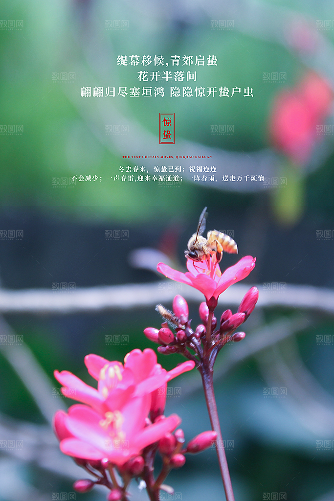 传统节日唯美中国风花鸟惊蛰海报