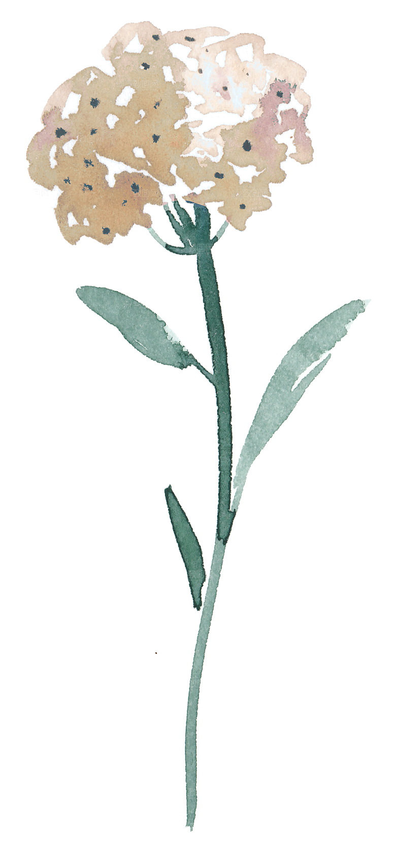 水墨手绘花卉树枝免扣元素