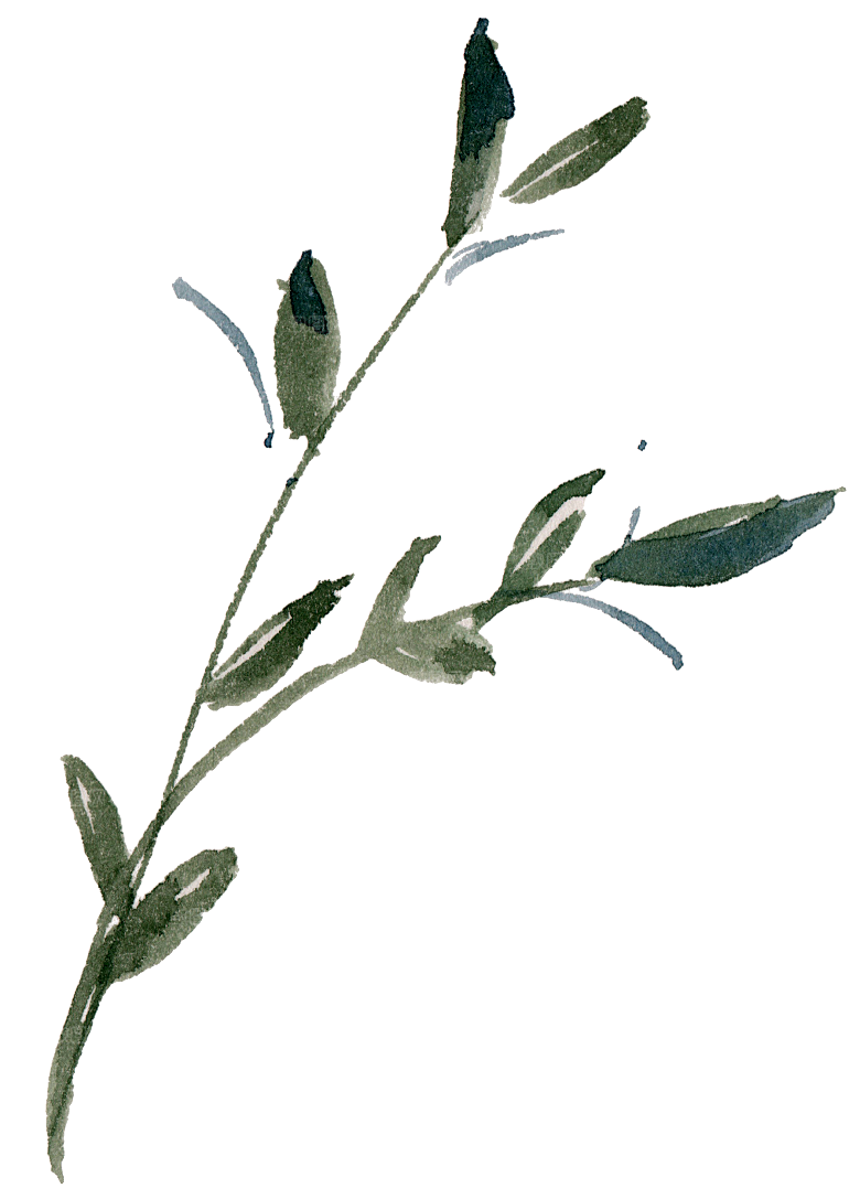 简约大气花卉植物免扣元素