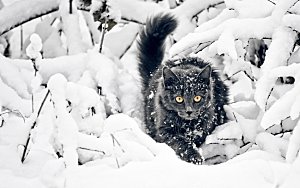 冬天冬季小猫出行图片