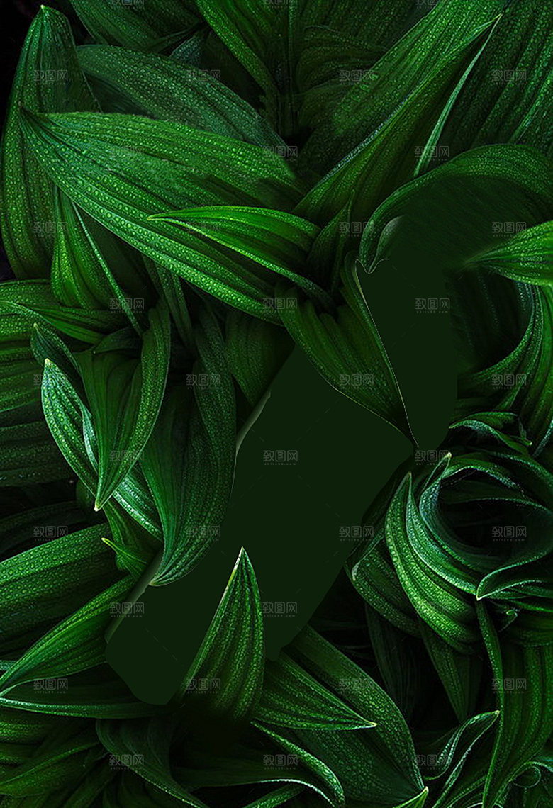 绿色植物树叶叶子风景图片