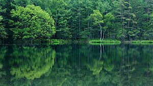创意风景绿色春天湖泊森林